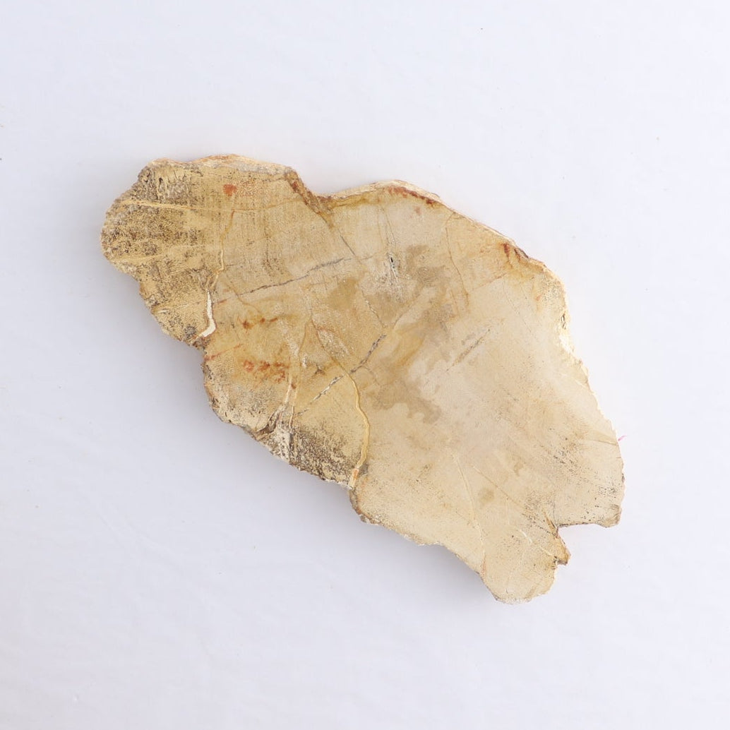 Petrified Wood Slices & Slabs Set of 5
