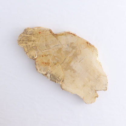 Petrified Wood Slices & Slabs Set of 5