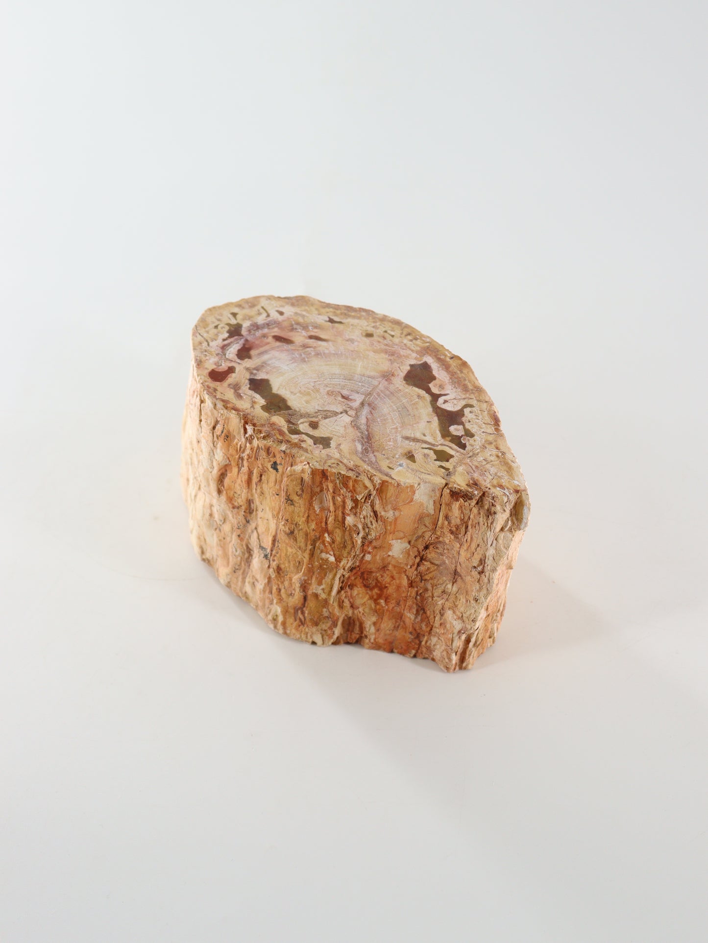 Petrified Wood Log - Expert Supplier of Wholesale Crystals & Bulk Gemstones