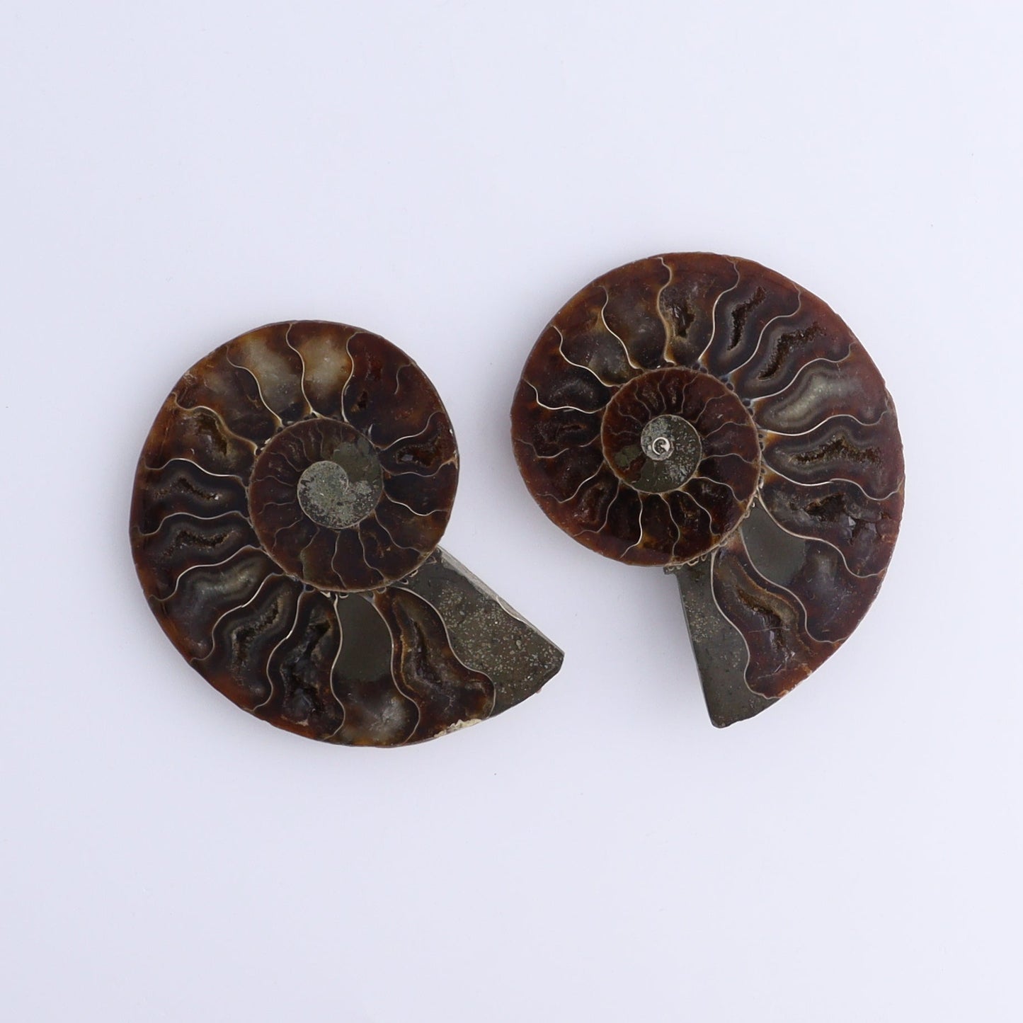 Ammonite Shells Set of 8 - Expert Wholesale and Supplier of Wholesale Crystals & Bulk Gemstones, ["Ammonite","Madagascar","shells"]