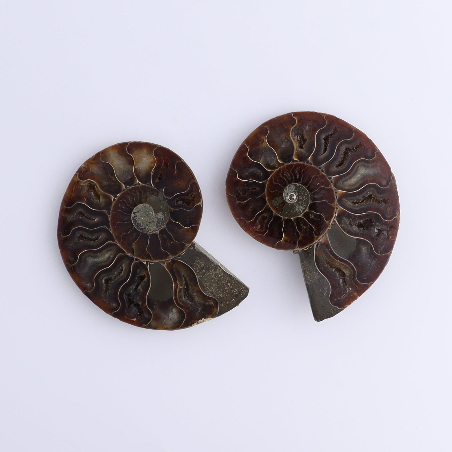 Ammonite Shells Set of 8 - Expert Wholesale and Supplier of Wholesale Crystals & Bulk Gemstones, ["Ammonite","Madagascar","shells"]
