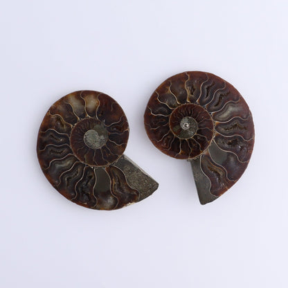 Ammonite Shells Set of 8 - Expert Wholesale and Supplier of Wholesale Crystals & Bulk Gemstones, ["Ammonite","Madagascar","shells"]