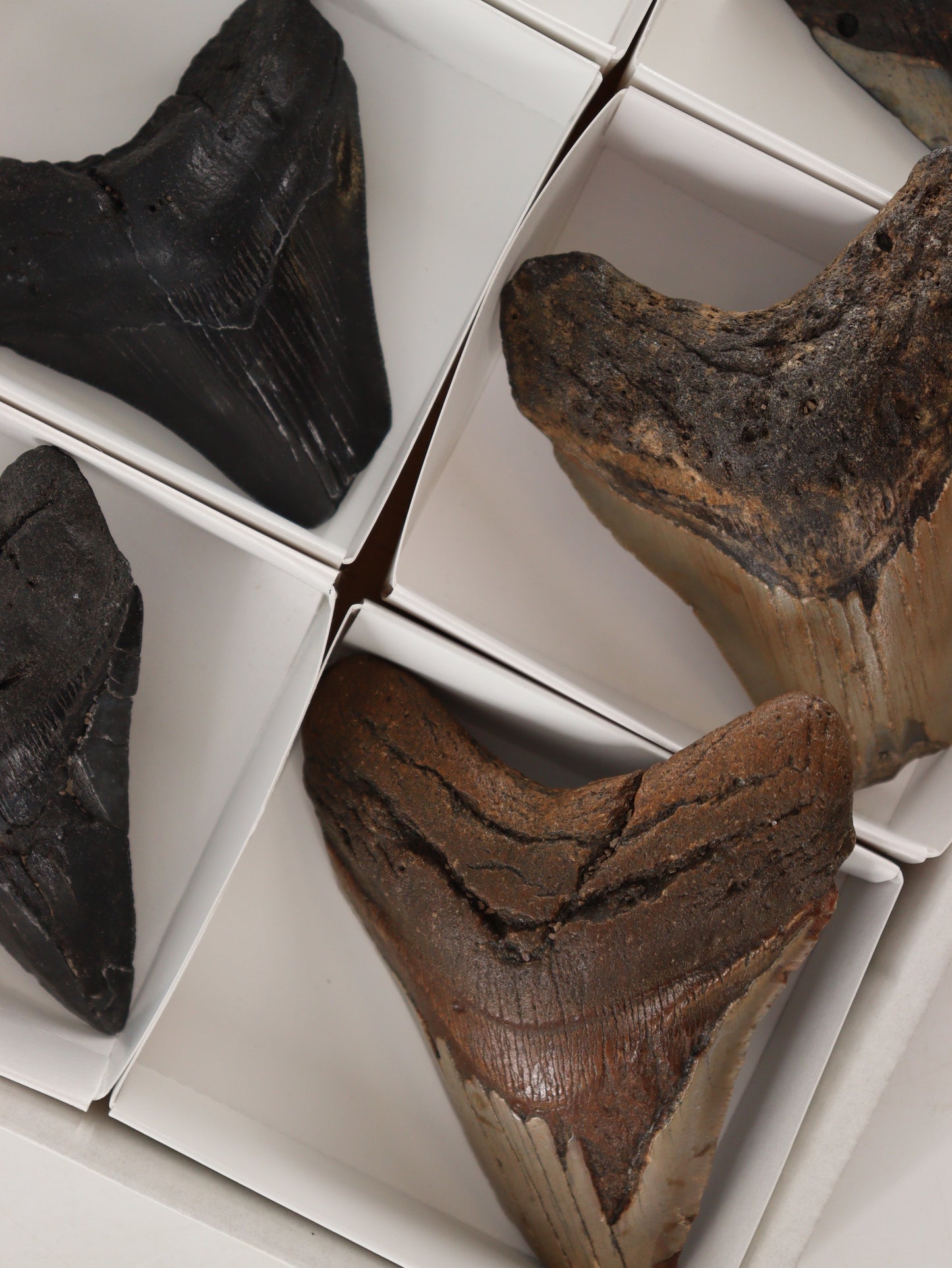 Megalodon Teeth Flat Set of 6