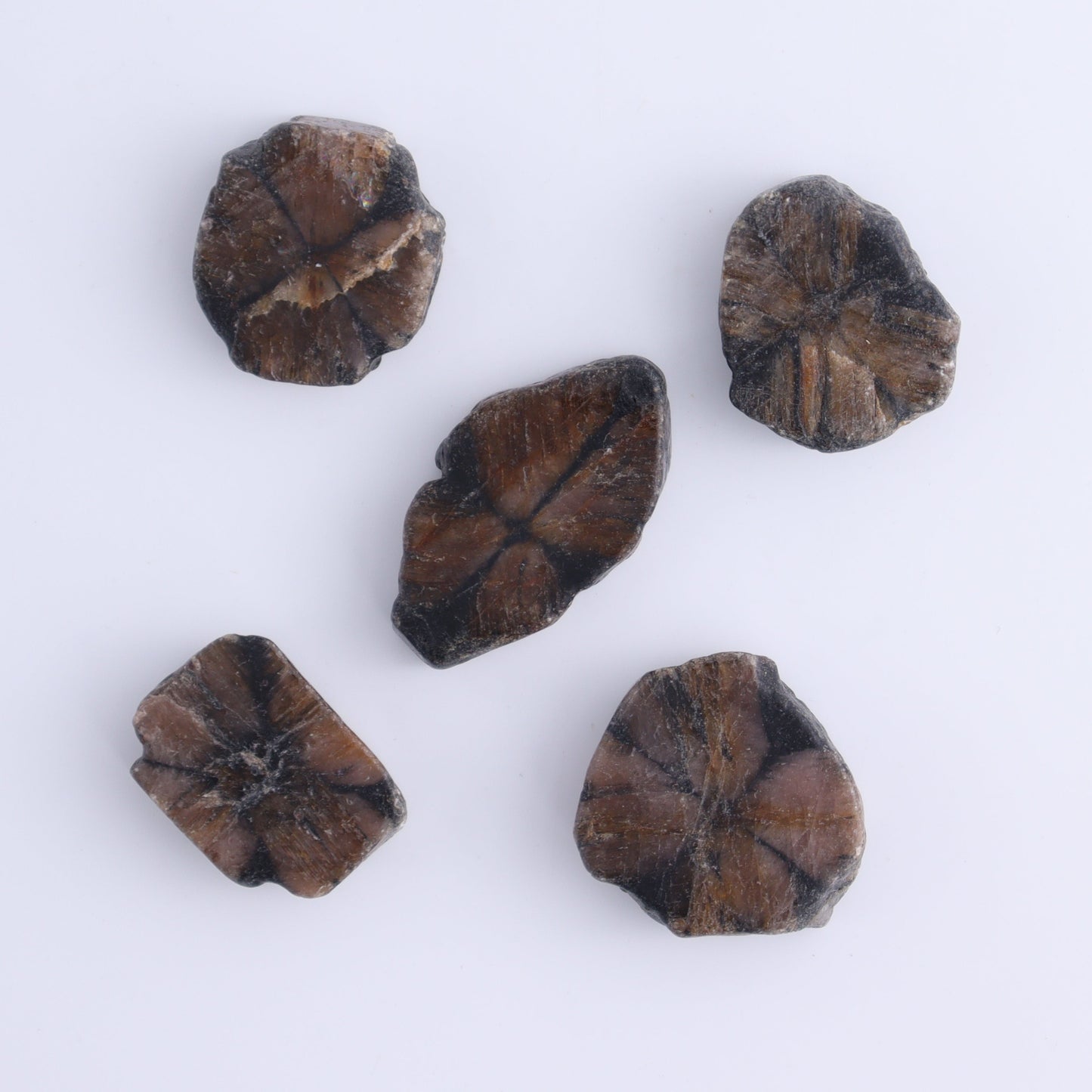 Chiastolite Flat of 35 - Expert Wholesale and Supplier of Wholesale Crystals & Bulk Gemstones, ["chiastolite","China","flat","Flats"]