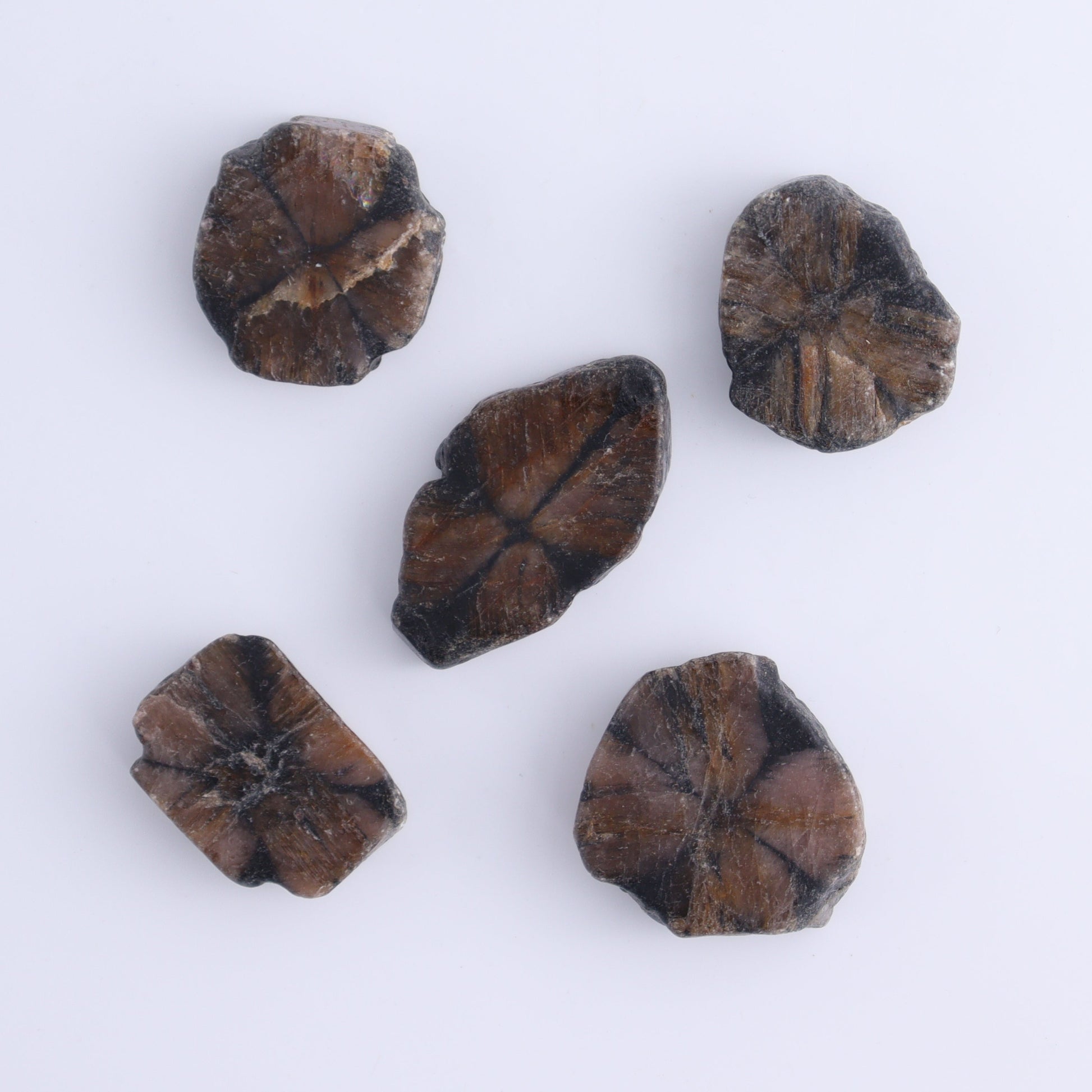 Chiastolite Flat of 35 - Expert Wholesale and Supplier of Wholesale Crystals & Bulk Gemstones, ["chiastolite","China","flat","Flats"]