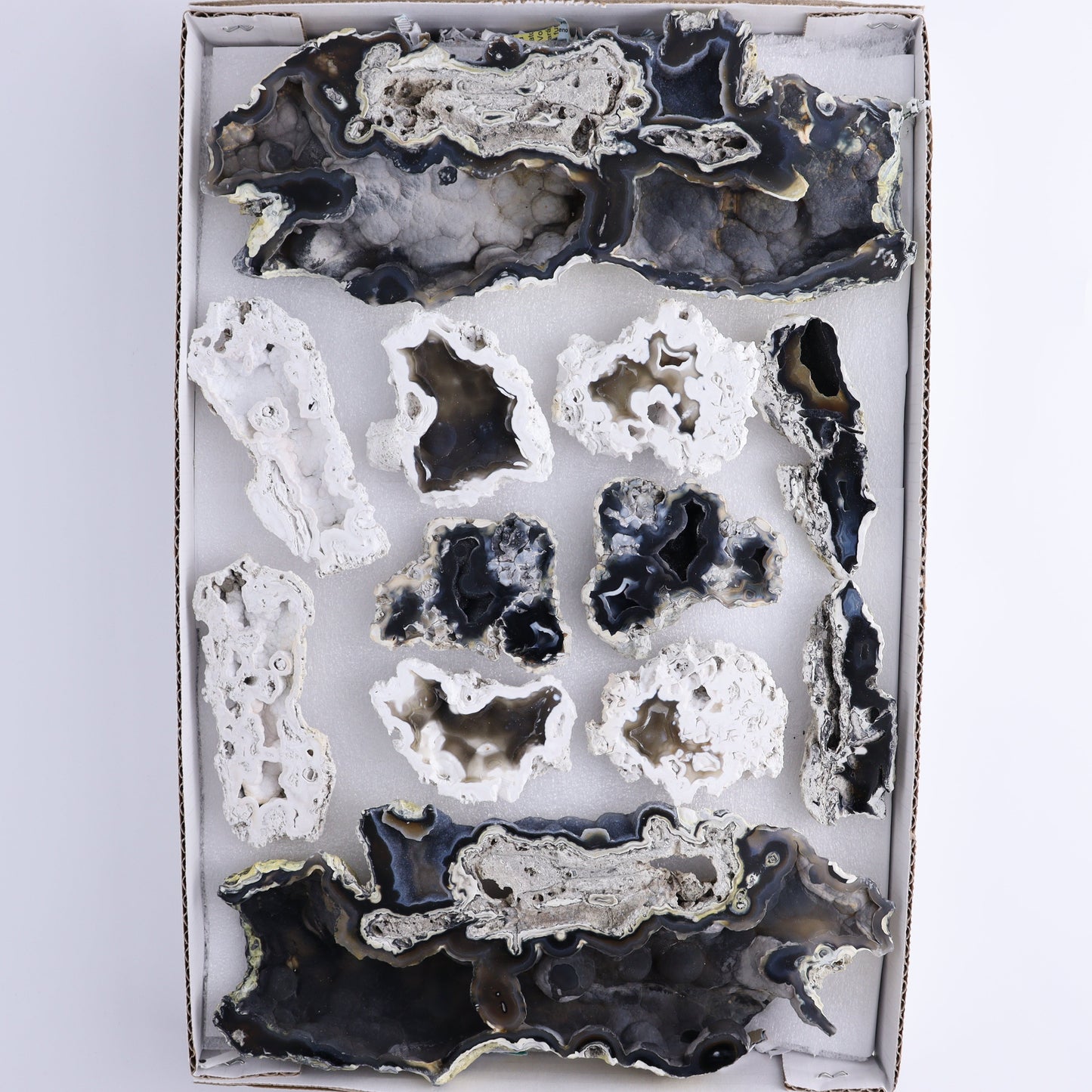 Agatized Coral Flat - Expert Wholesale and Supplier of Wholesale Crystals & Bulk Gemstones, ["Agate","Agatized Coral","Coral","United States"]