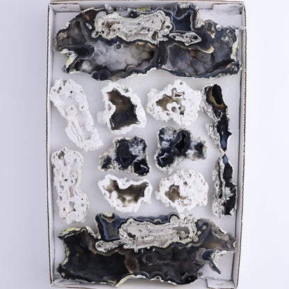 Agatized Coral Flat - Expert Wholesale and Supplier of Wholesale Crystals & Bulk Gemstones, ["Agate","Agatized Coral","Coral","United States"]