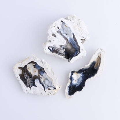 Agatized Coral Flat - Expert Wholesale and Supplier of Wholesale Crystals & Bulk Gemstones, ["Agate","Agatized Coral","Coral","United States"]
