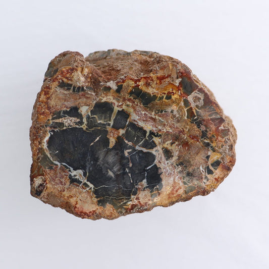 Petrified Wood Cut Base