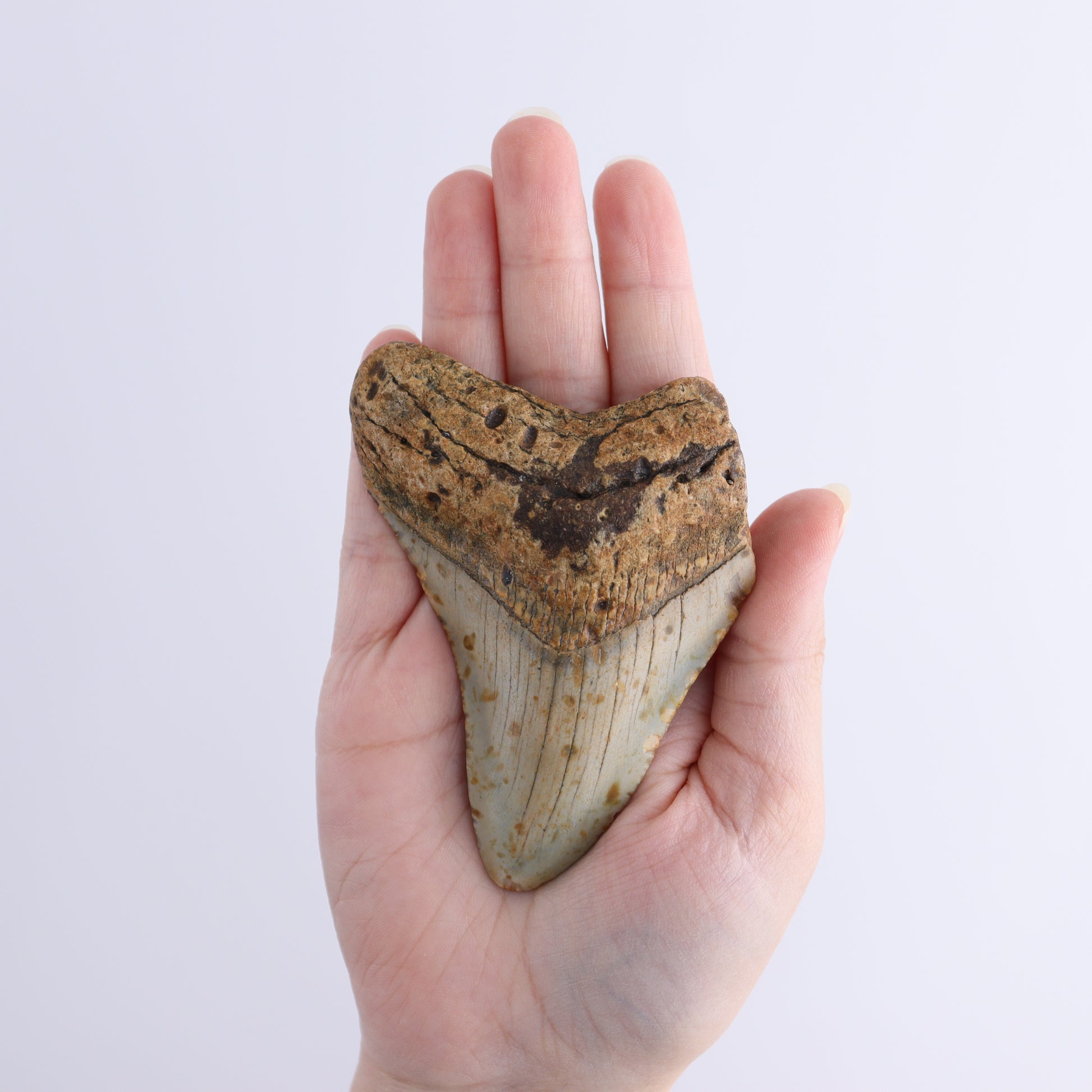 Megalodon Teeth Set of 3 - Expert Wholesale and Supplier of Wholesale Crystals & Bulk Gemstones, ["Megalodon Teeth","United States"]