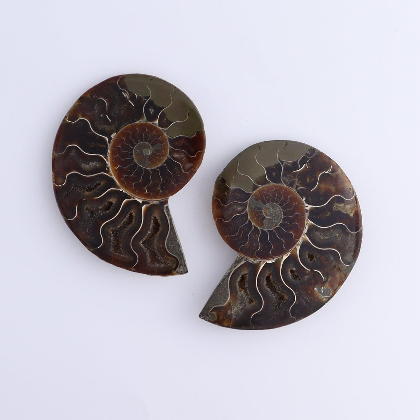 Ammonite Shells Set of 8 - Expert Wholesale and Supplier of Wholesale Crystals & Bulk Gemstones, ["Ammonite","Madagascar","shells"]