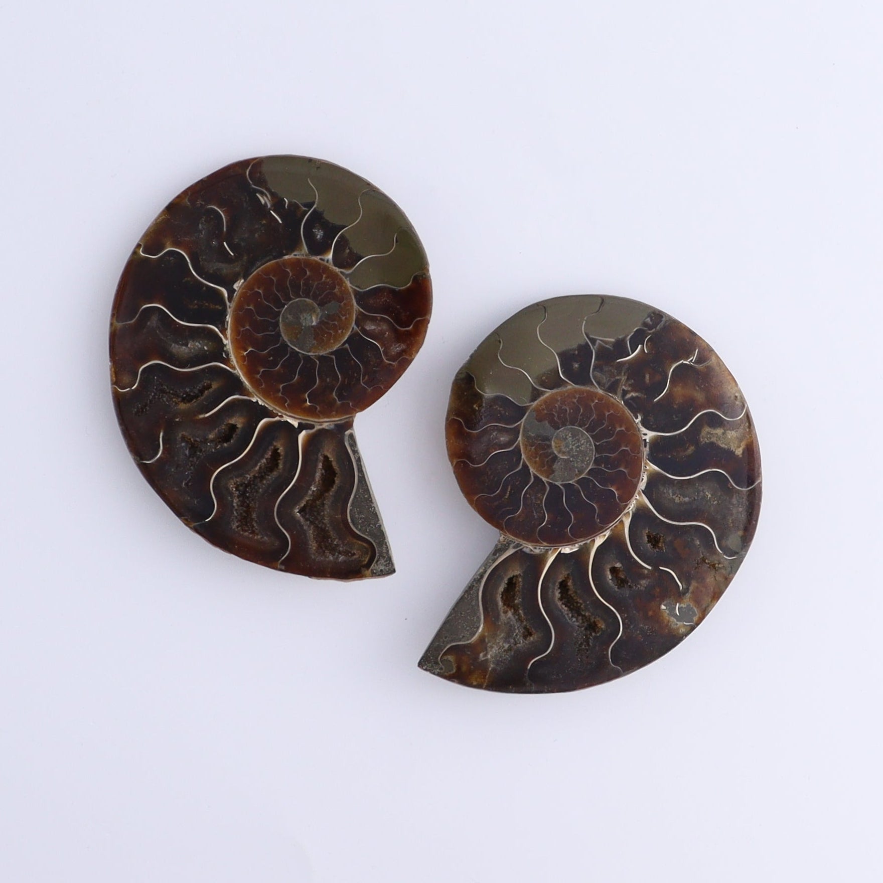 Ammonite Shells Set of 8 - Expert Wholesale and Supplier of Wholesale Crystals & Bulk Gemstones, ["Ammonite","Madagascar","shells"]