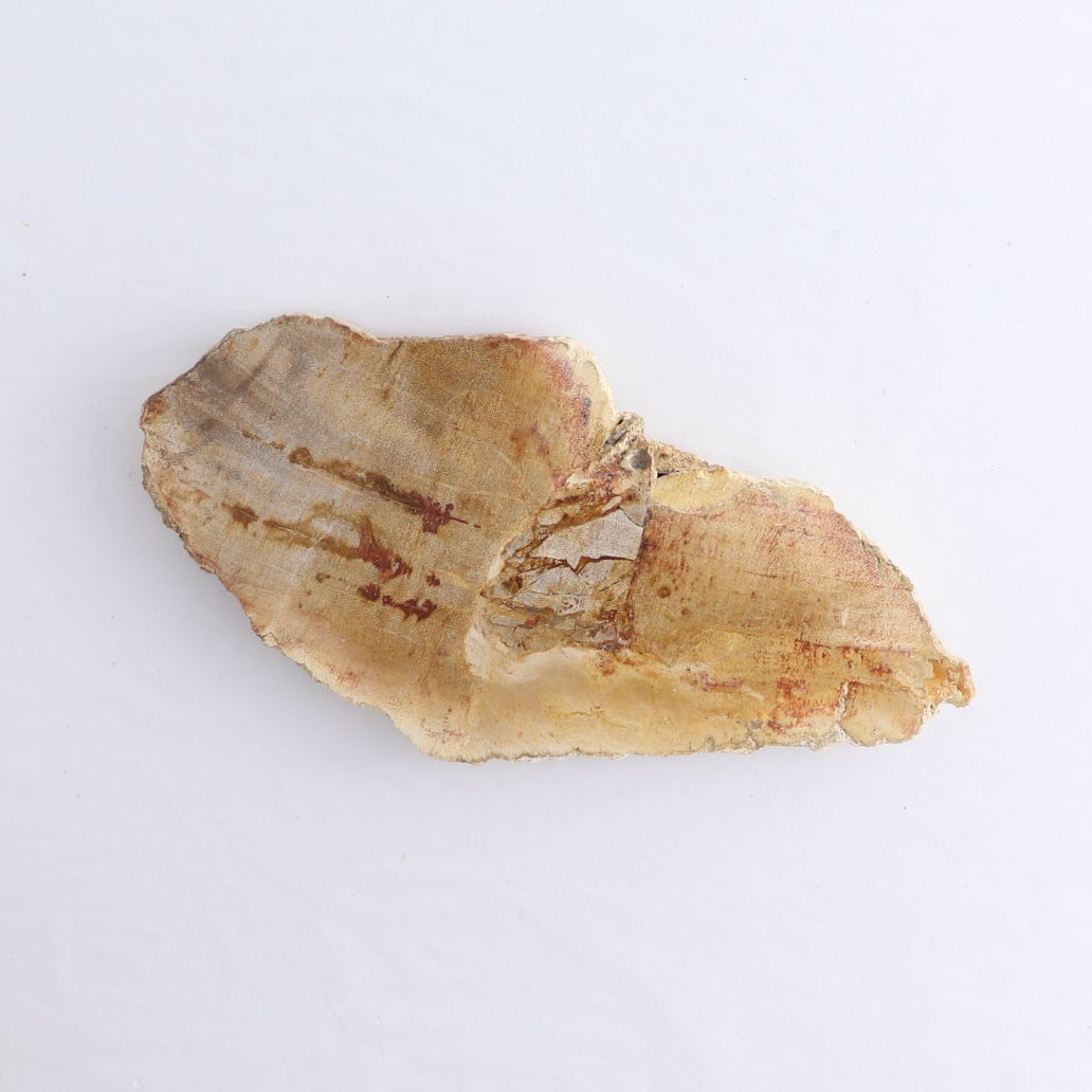 Petrified Wood Slices & Slabs Set of 5
