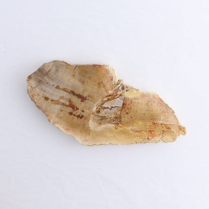 Petrified Wood Slices & Slabs Set of 5