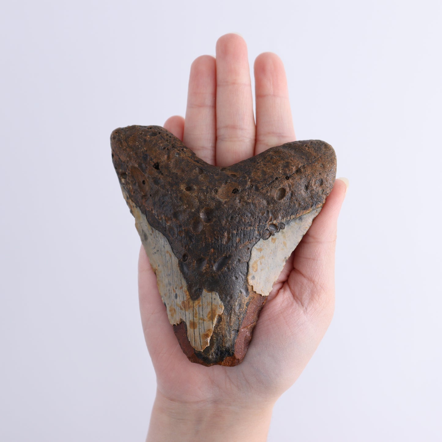 Megalodon Teeth Set of 3 - Expert Wholesale and Supplier of Wholesale Crystals & Bulk Gemstones, ["Megalodon Teeth","United States"]