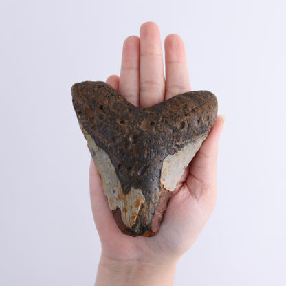 Megalodon Teeth Set of 3 - Expert Wholesale and Supplier of Wholesale Crystals & Bulk Gemstones, ["Megalodon Teeth","United States"]