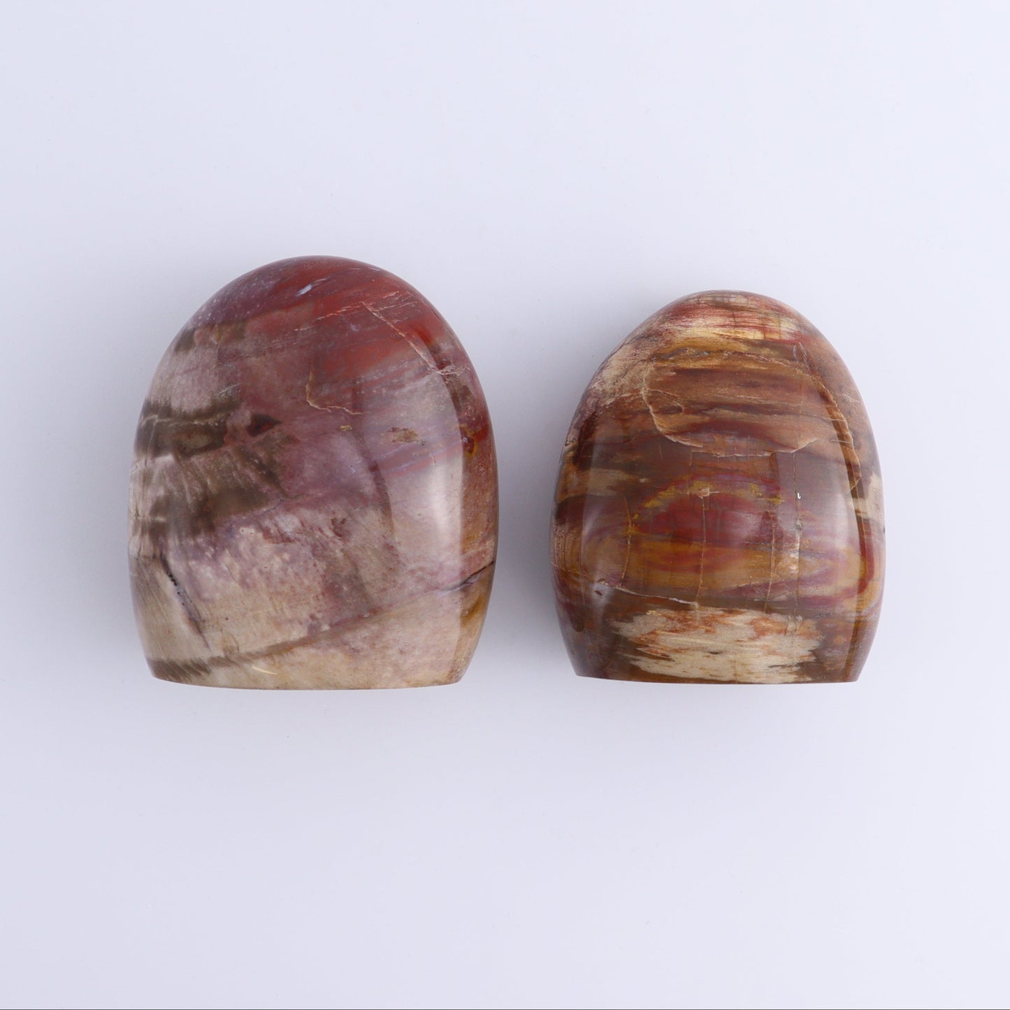 Petrified Wood Freeforms Set of 6 - Expert Wholesale and Supplier of Wholesale Crystals & Bulk Gemstones, ["Freeform","Freeforms","Madagascar","Petrified Wood"]