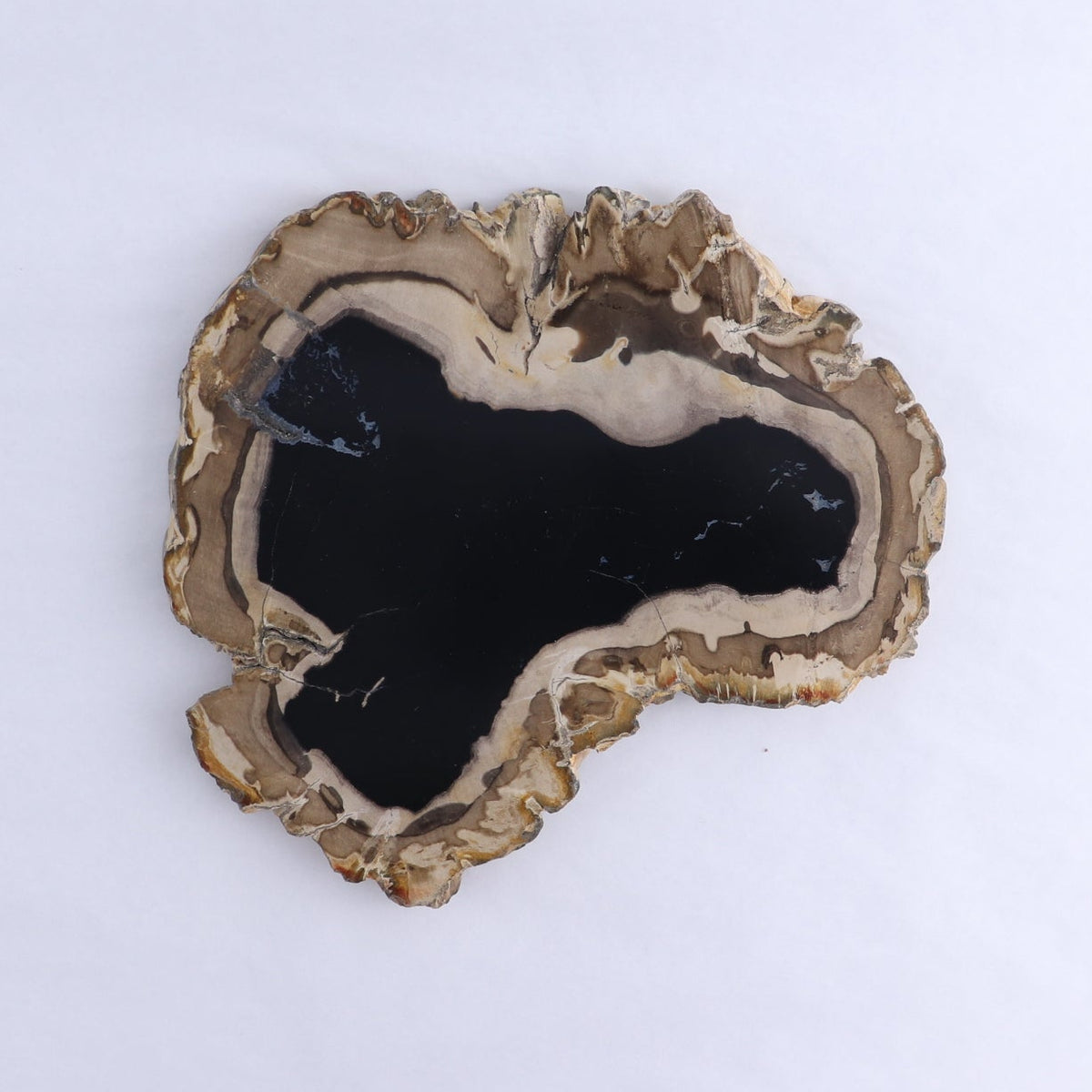 Petrified Wood Slices & Slabs Set of 3