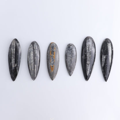 One Orthoceras Fossil