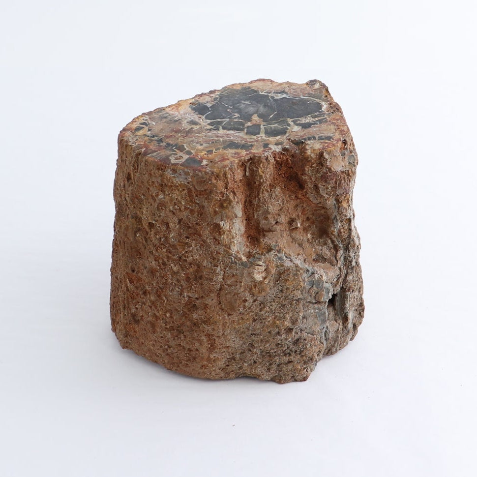 Petrified Wood Cut Base