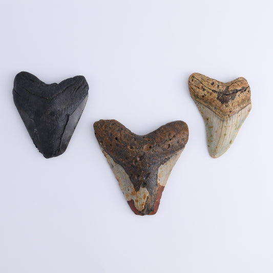 Megalodon Teeth Set of 3 - Expert Wholesale and Supplier of Wholesale Crystals & Bulk Gemstones, ["Megalodon Teeth","United States"]