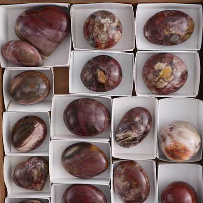 Petrified Wood Freeforms Set of 21