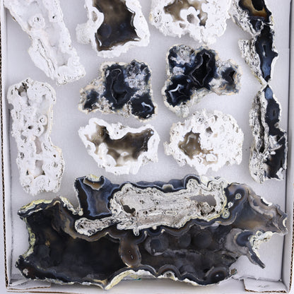 Agatized Coral Flat - Expert Wholesale and Supplier of Wholesale Crystals & Bulk Gemstones, ["Agate","Agatized Coral","Coral","United States"]