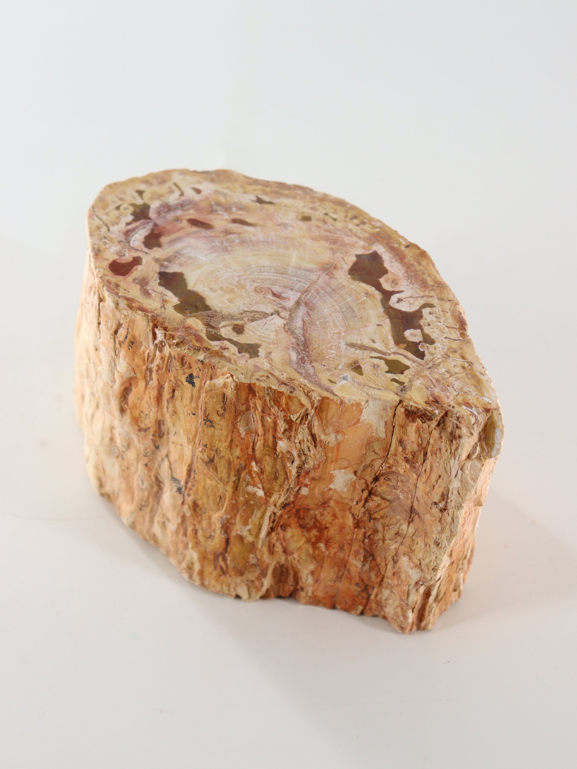 Petrified Wood Log - Expert Supplier of Wholesale Crystals & Bulk Gemstones