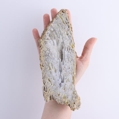 Agatized Coral Flat - Expert Wholesale and Supplier of Wholesale Crystals & Bulk Gemstones, ["Agate","Agatized Coral","Coral","United States"]