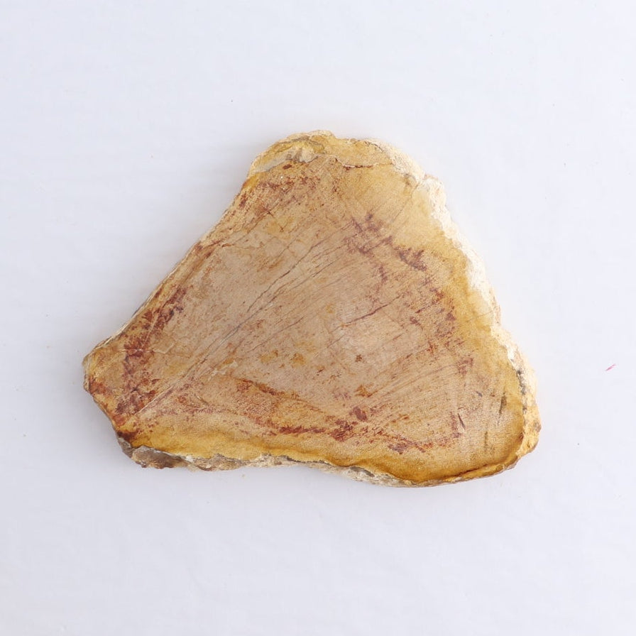 Petrified Wood Slices & Slabs Set of 5