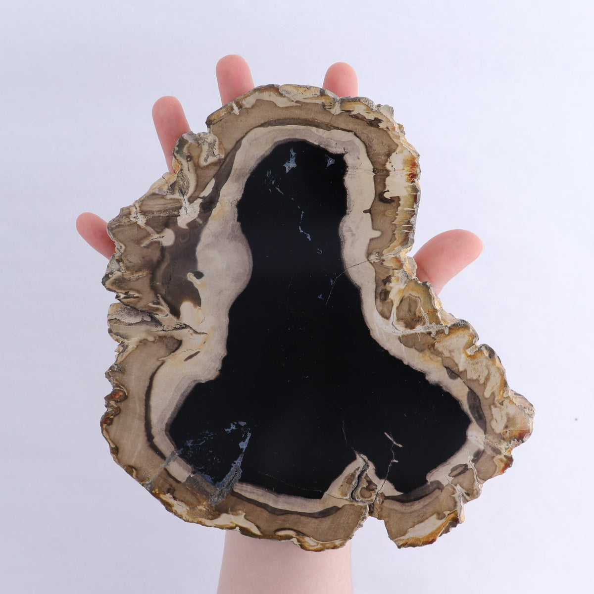 Petrified Wood Slices & Slabs Set of 3