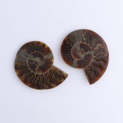 Ammonite Shells Set of 8 - Expert Wholesale and Supplier of Wholesale Crystals & Bulk Gemstones, ["Ammonite","Madagascar","shells"]