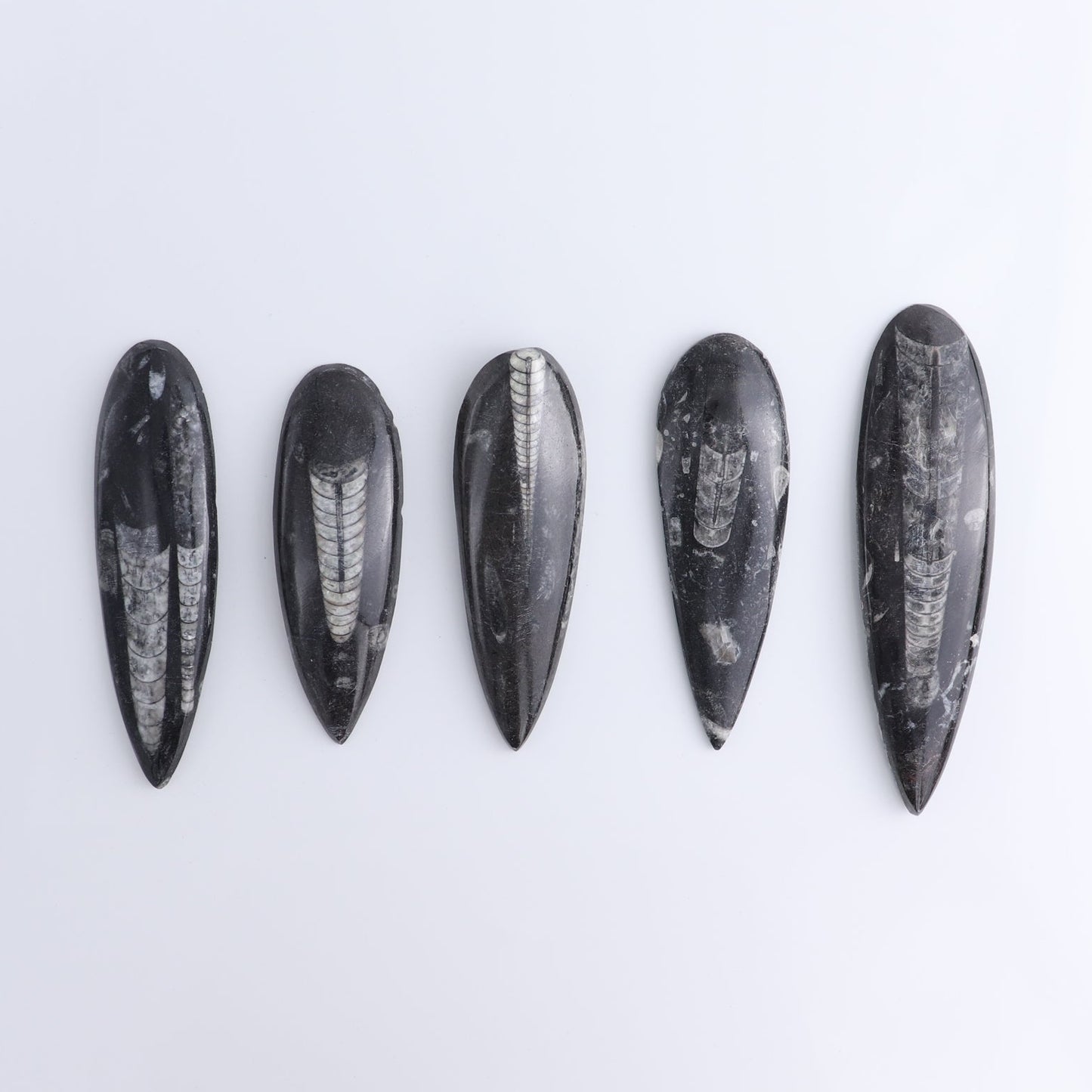 One Orthoceras Fossil