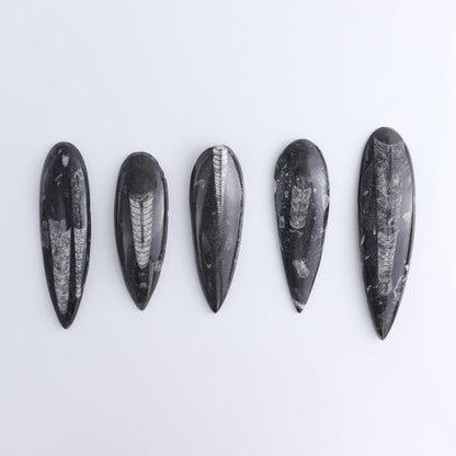 One Orthoceras Fossil