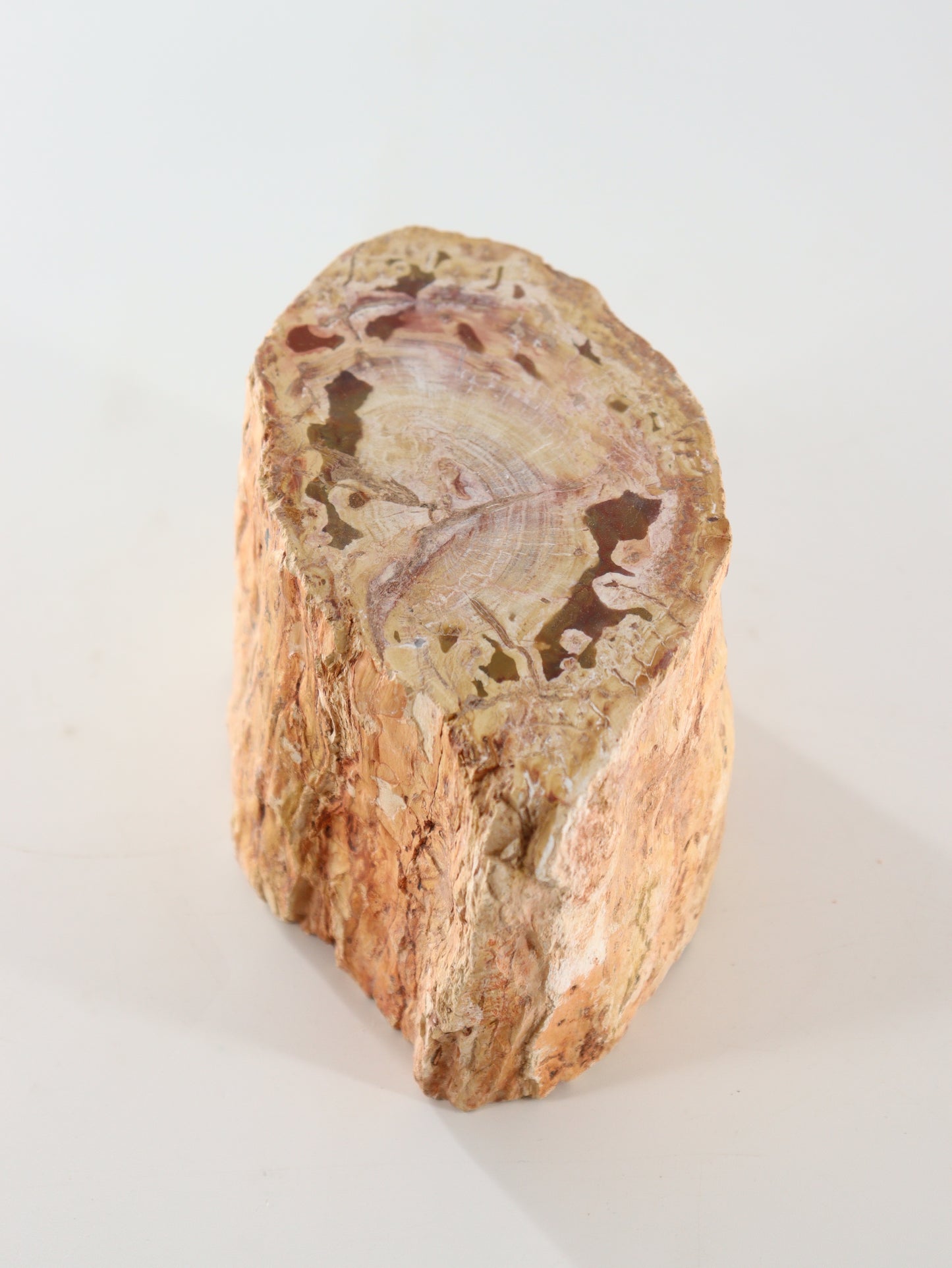 Petrified Wood Log - Expert Supplier of Wholesale Crystals & Bulk Gemstones