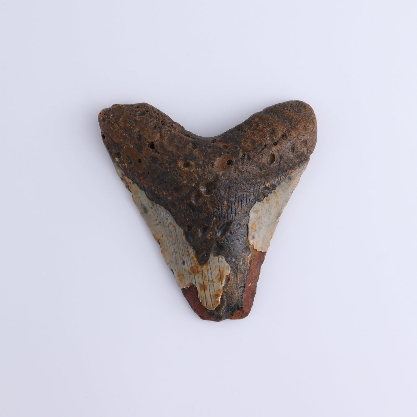 Megalodon Teeth Set of 3 - Expert Wholesale and Supplier of Wholesale Crystals & Bulk Gemstones, ["Megalodon Teeth","United States"]