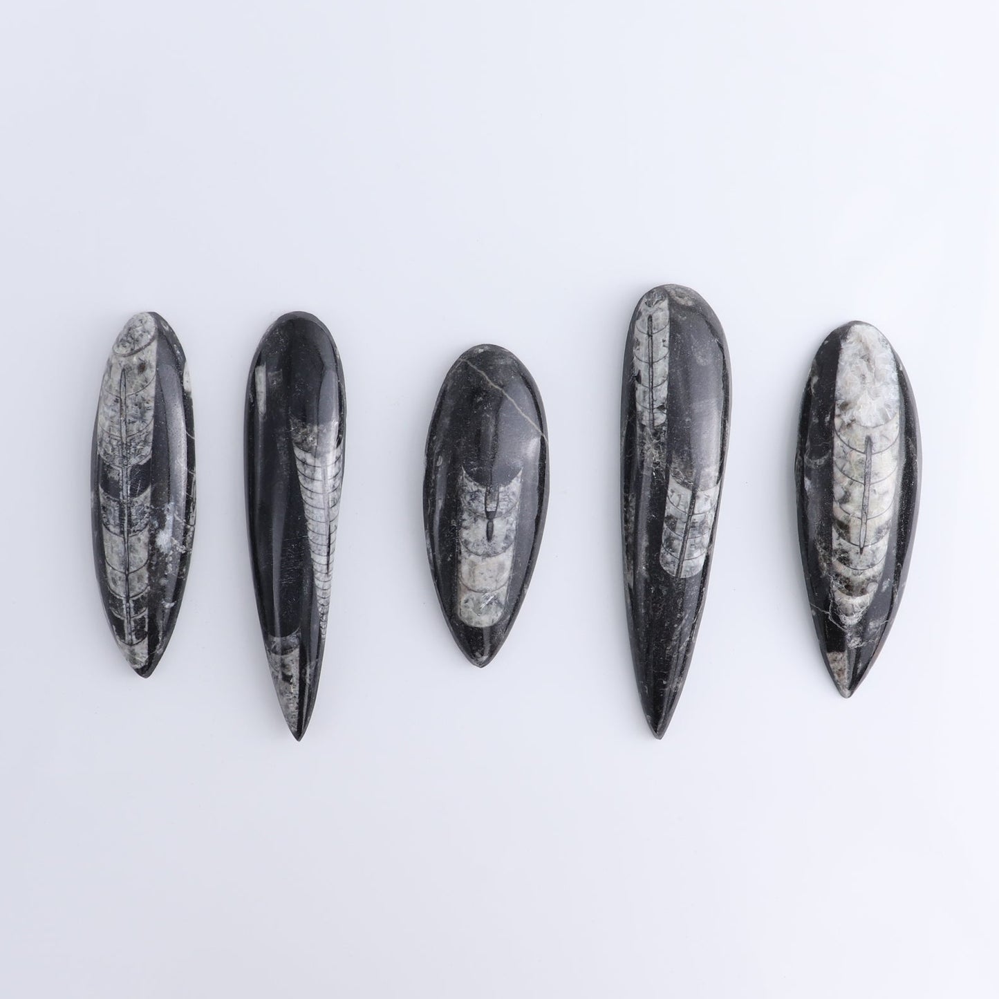 One Orthoceras Fossil