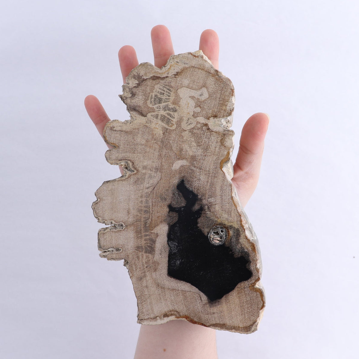Petrified Wood Slices & Slabs Set of 3