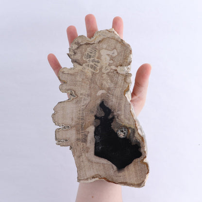 Petrified Wood Slices & Slabs Set of 3