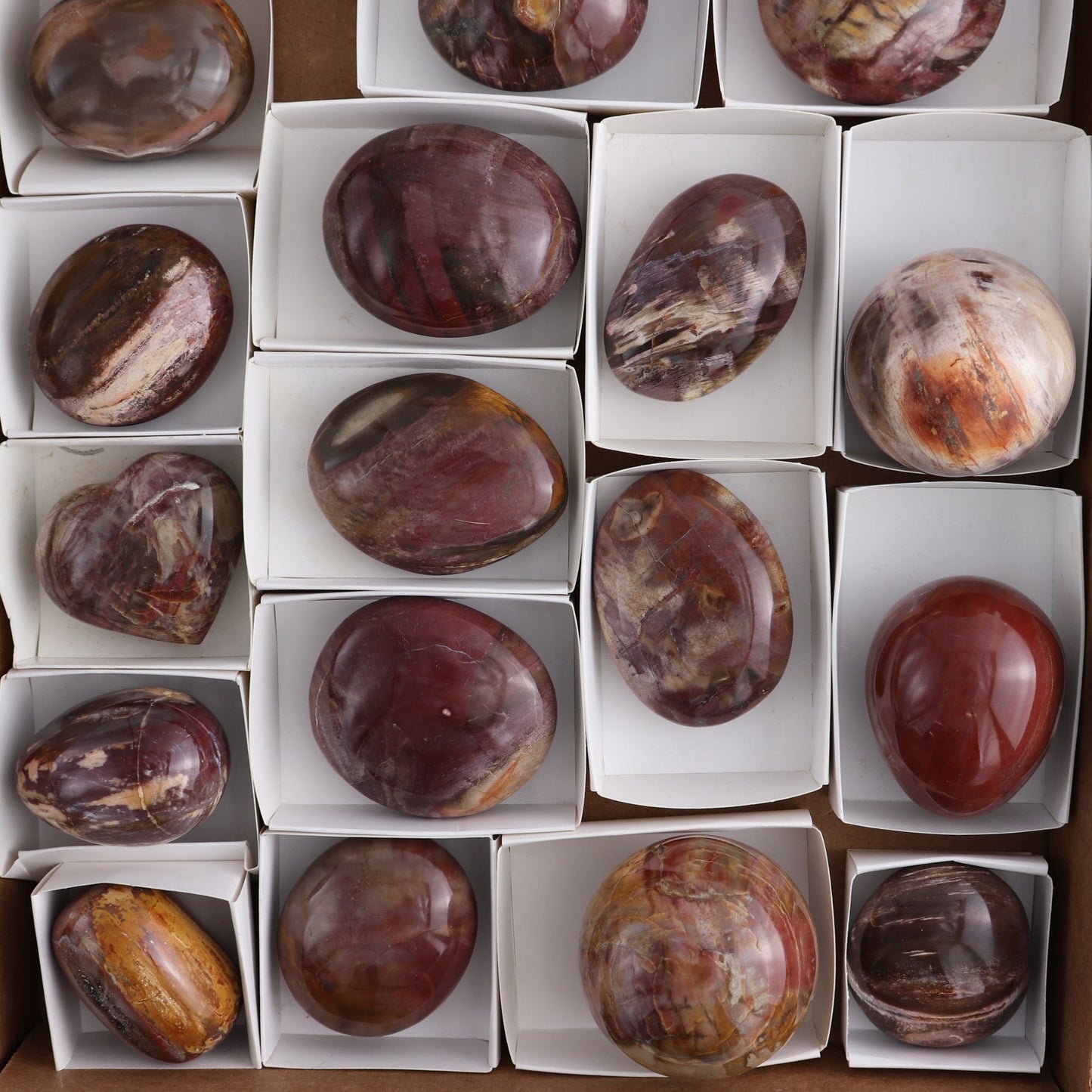 Petrified Wood Freeforms Set of 21