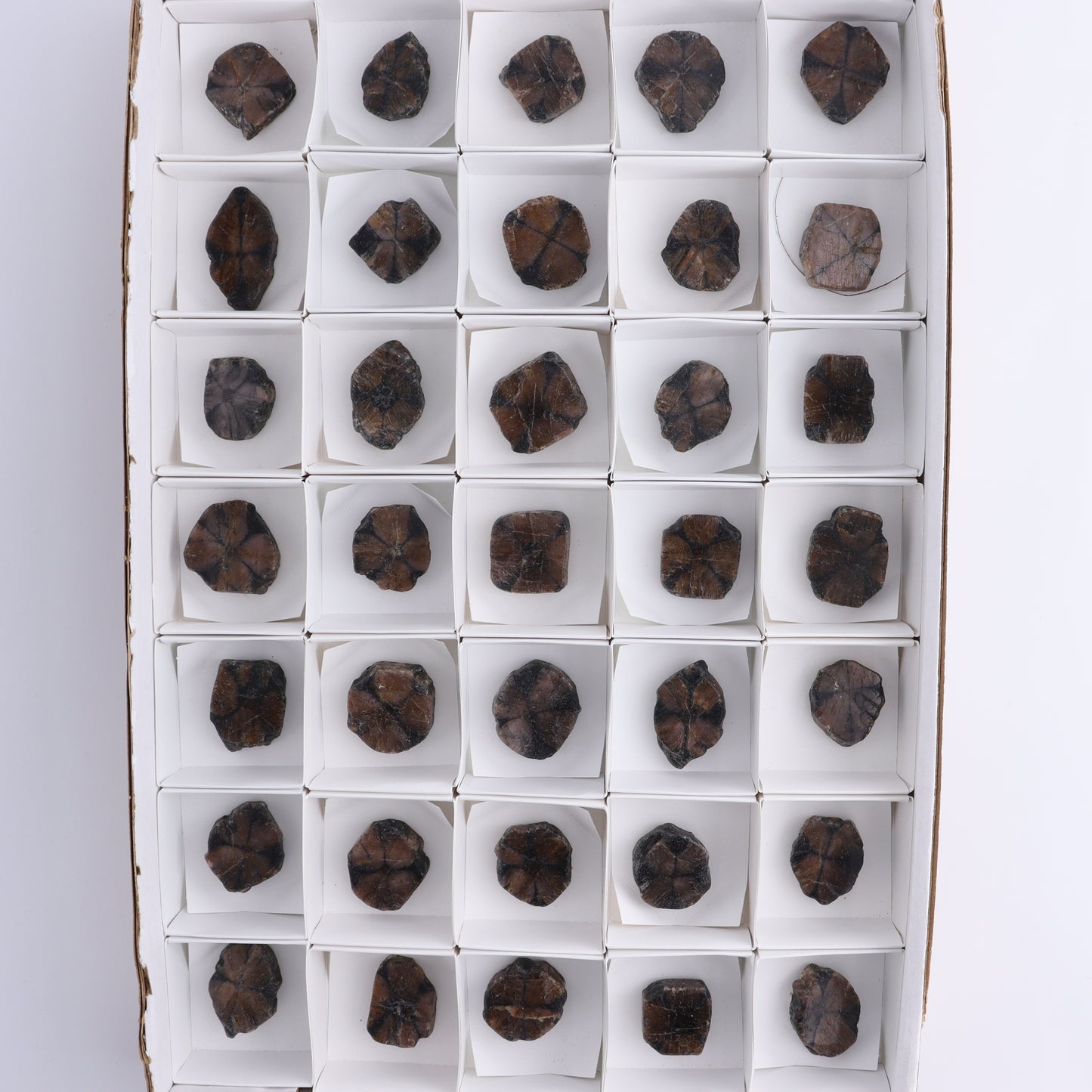 Chiastolite Flat of 35 - Expert Wholesale and Supplier of Wholesale Crystals & Bulk Gemstones, ["chiastolite","China","flat","Flats"]