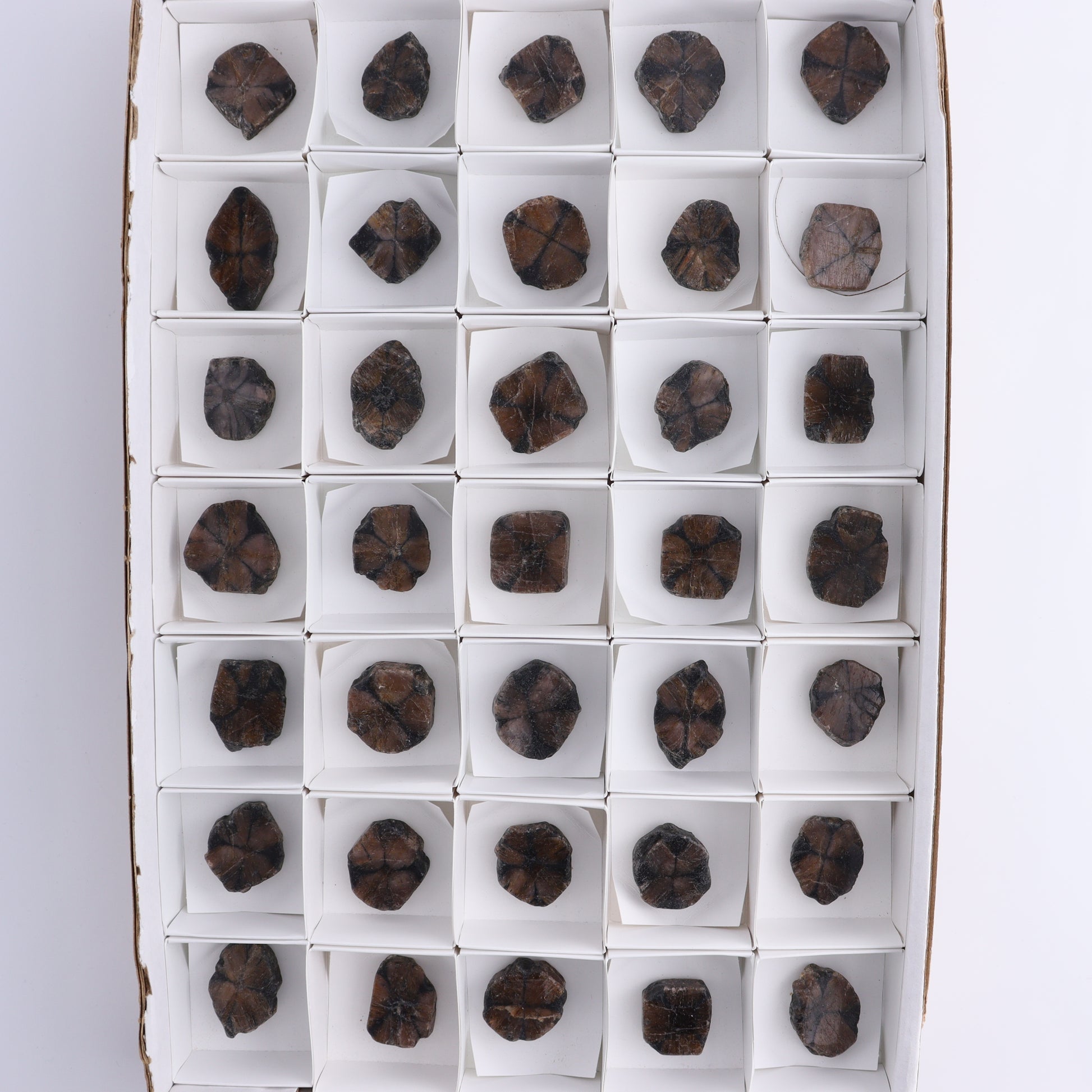 Chiastolite Flat of 35 - Expert Wholesale and Supplier of Wholesale Crystals & Bulk Gemstones, ["chiastolite","China","flat","Flats"]