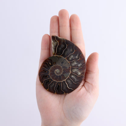 Ammonite Shells Set of 8 - Expert Wholesale and Supplier of Wholesale Crystals & Bulk Gemstones, ["Ammonite","Madagascar","shells"]