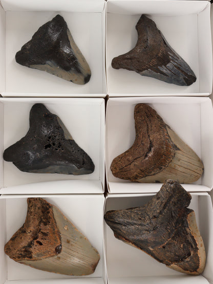 Megalodon Teeth Set of 6