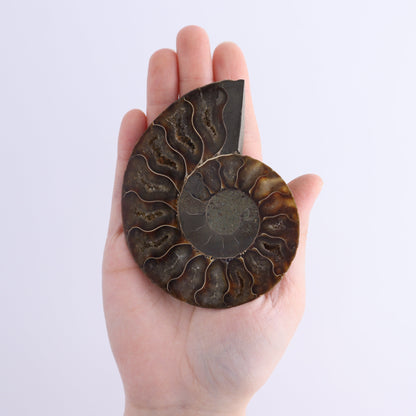 Ammonite Shells Set of 8 - Expert Wholesale and Supplier of Wholesale Crystals & Bulk Gemstones, ["Ammonite","Madagascar","shells"]