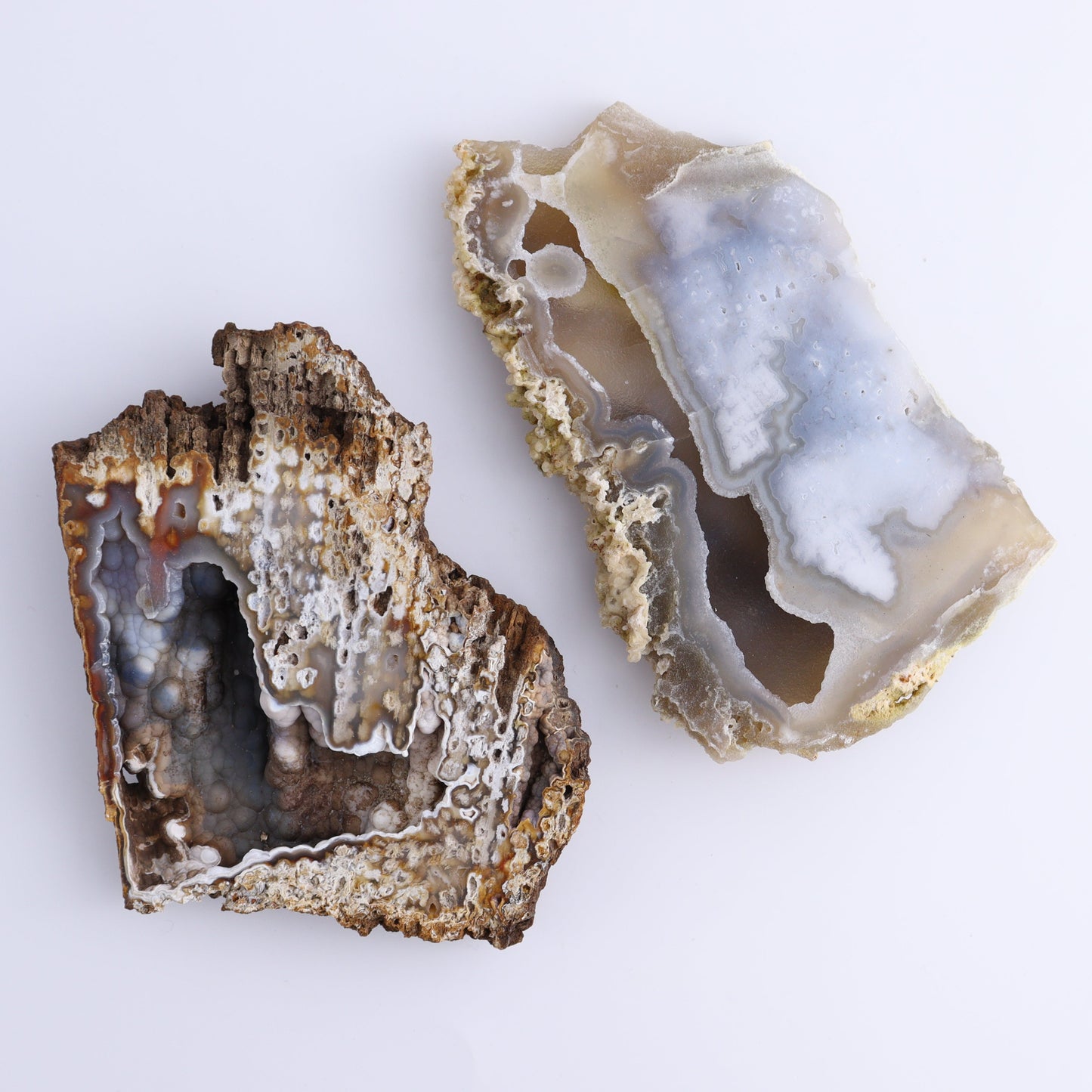 Agatized Coral Flat - Expert Wholesale and Supplier of Wholesale Crystals & Bulk Gemstones, ["Agate","Agatized Coral","Coral","United States"]