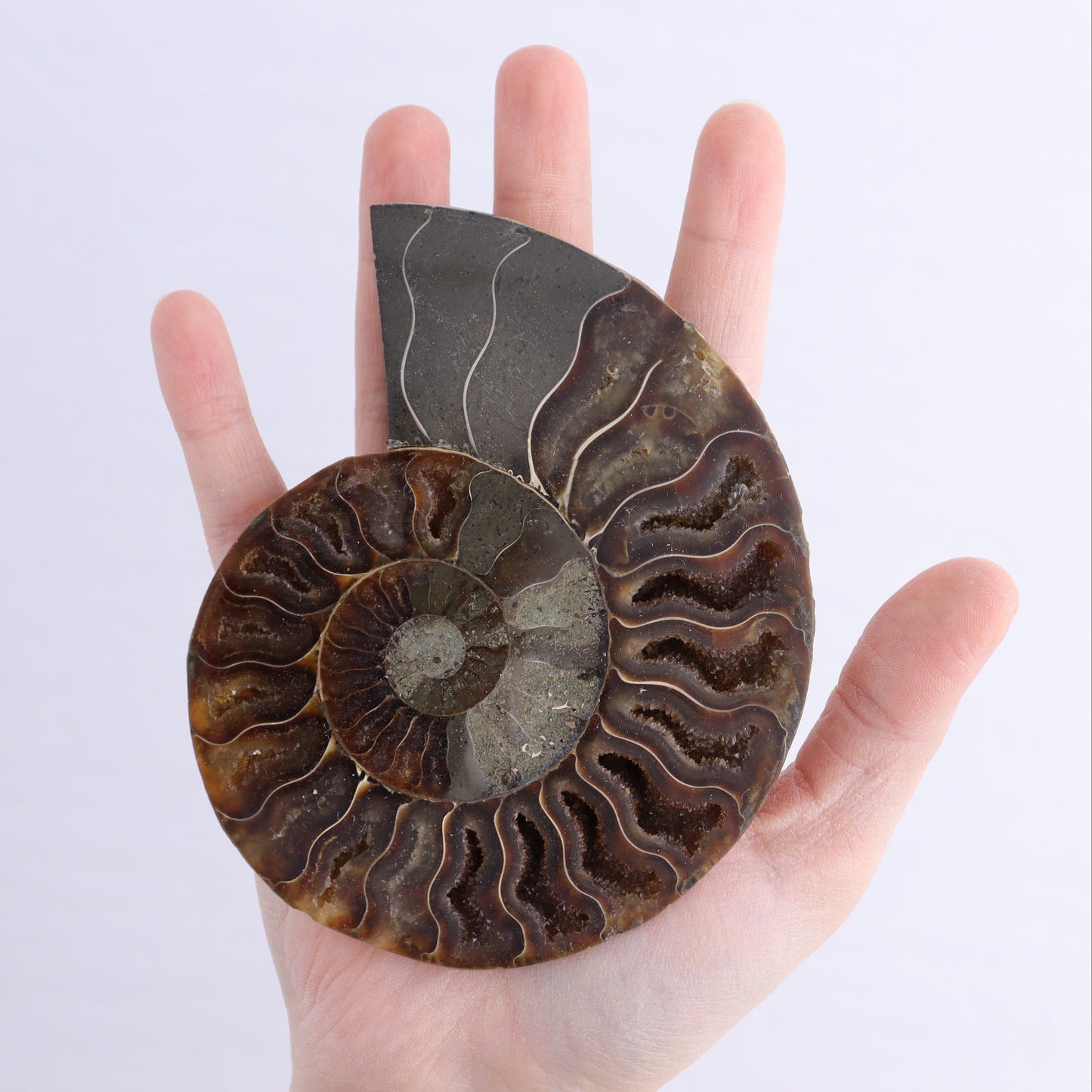 Ammonite Shells Set of 6 - Expert Wholesale and Supplier of Wholesale Crystals & Bulk Gemstones, ["Ammonite","Madagascar","shells"]