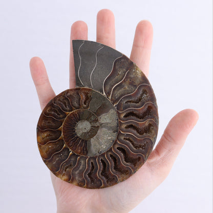 Ammonite Shells Set of 6 - Expert Wholesale and Supplier of Wholesale Crystals & Bulk Gemstones, ["Ammonite","Madagascar","shells"]