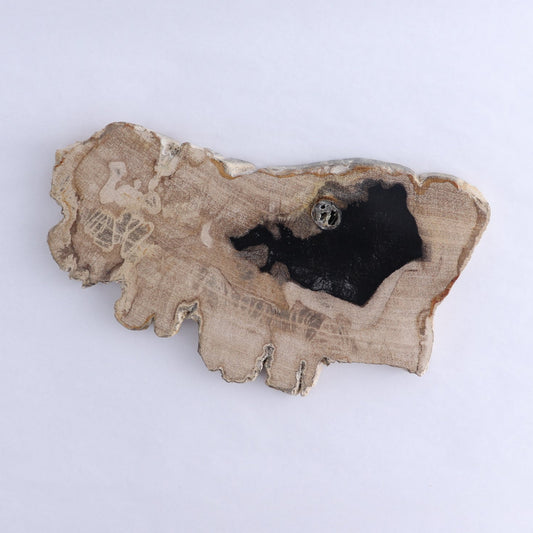 Petrified Wood Slices & Slabs Set of 3