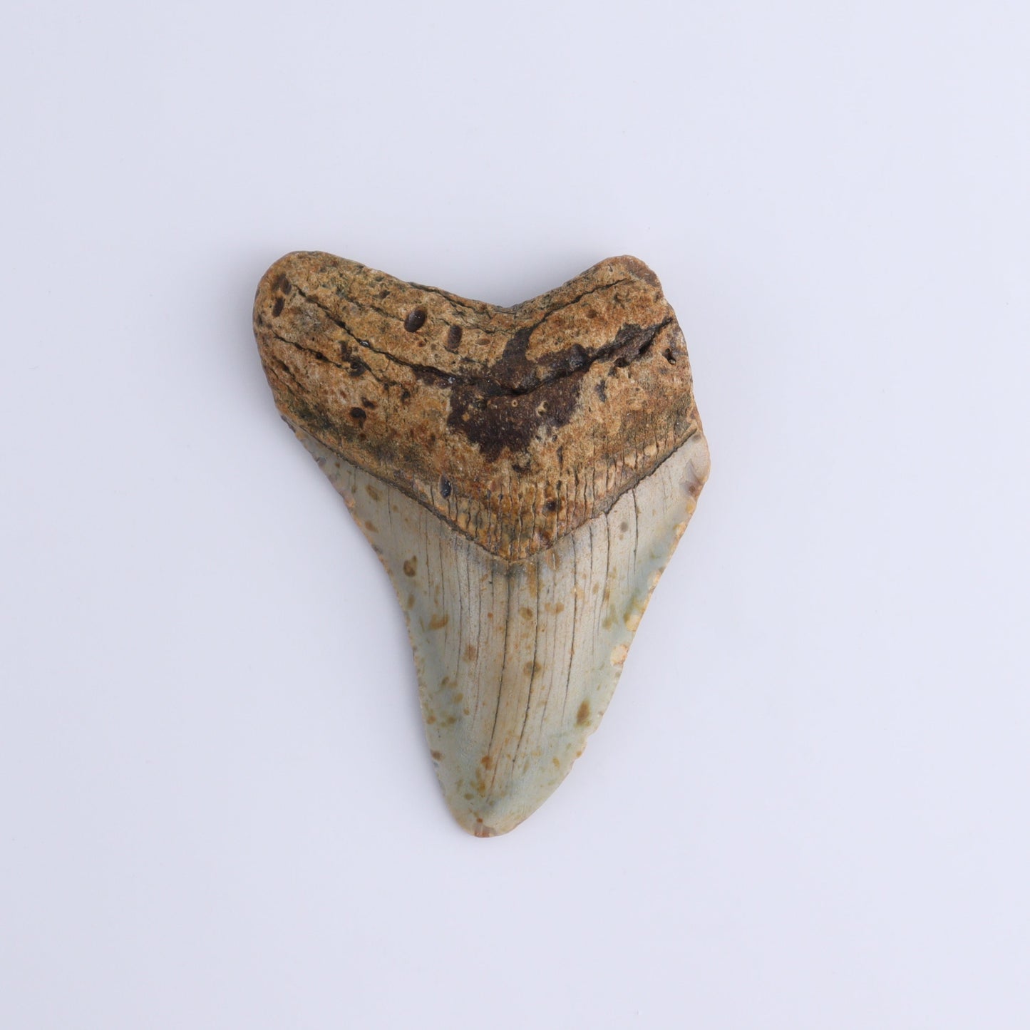 Megalodon Teeth Set of 3 - Expert Wholesale and Supplier of Wholesale Crystals & Bulk Gemstones, ["Megalodon Teeth","United States"]